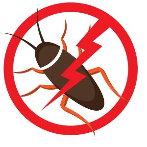 Professional cockroach control treatment