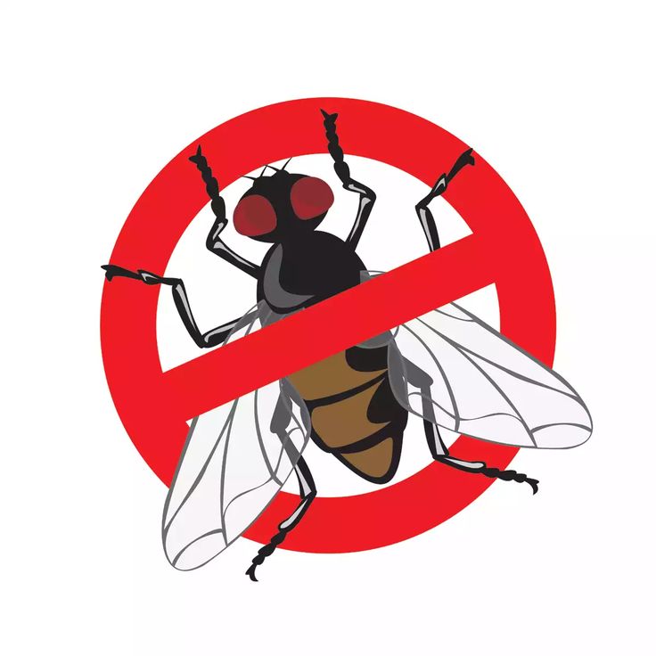Professional fly control treatment