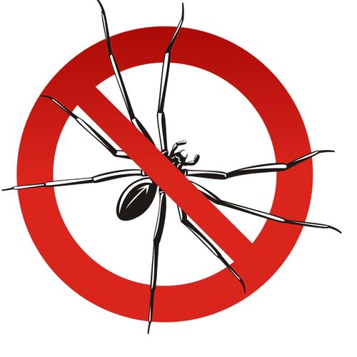 Professional spider control treatment